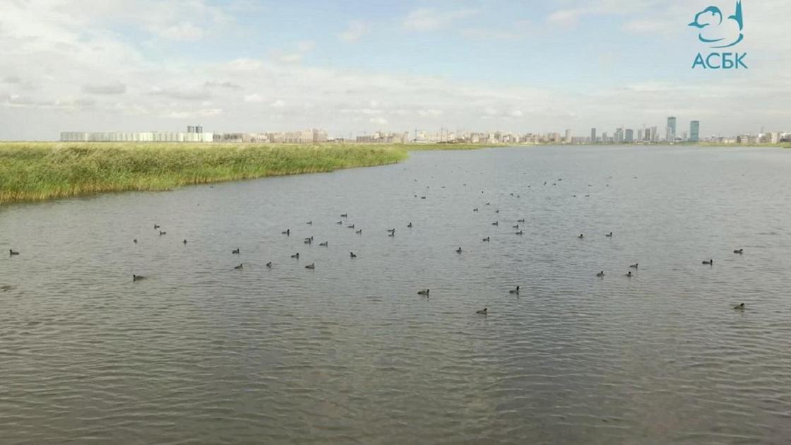 Утки плавают на озере Талдыколь