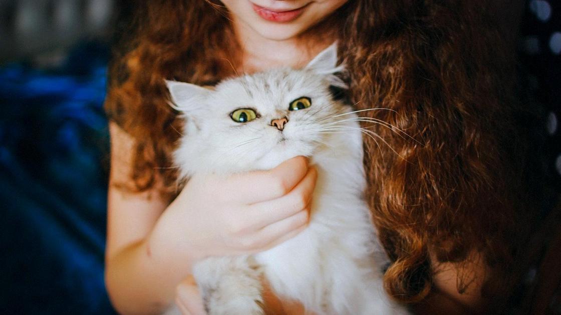 Кошка на руках у девушки