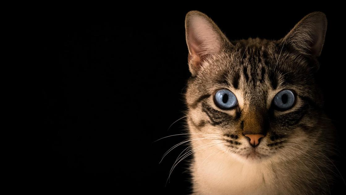 кот с синими глазами