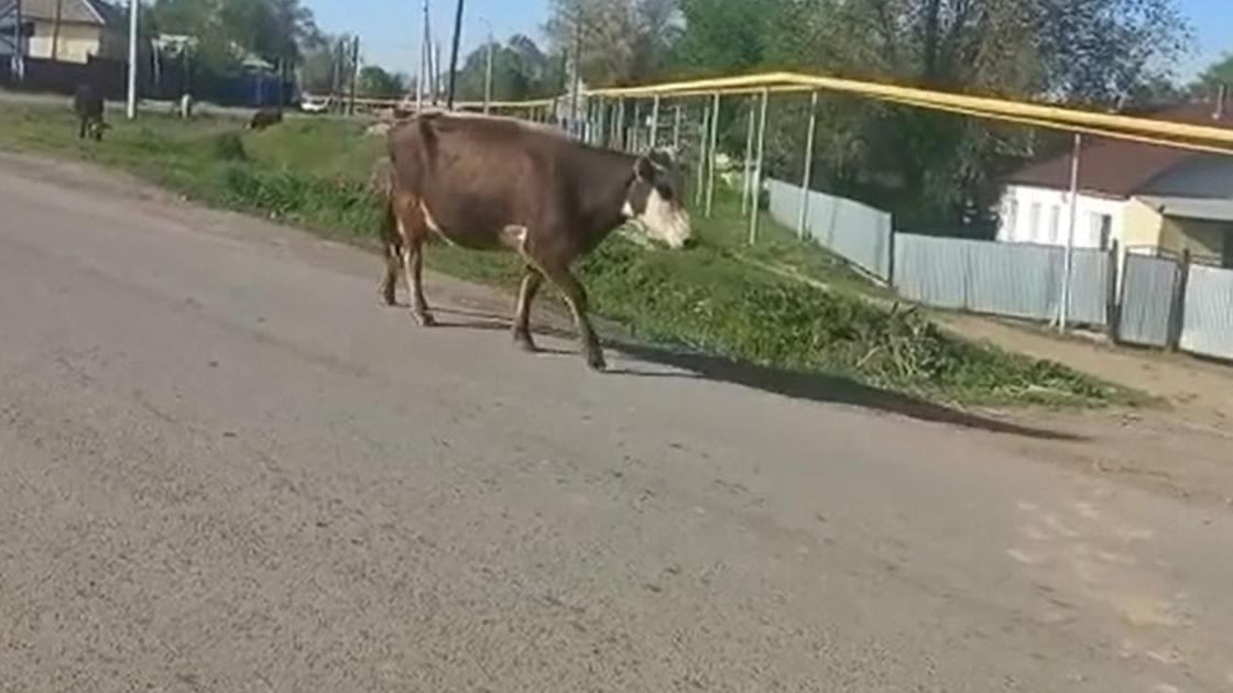 Бык идет по улице в селе в Жетысуской области