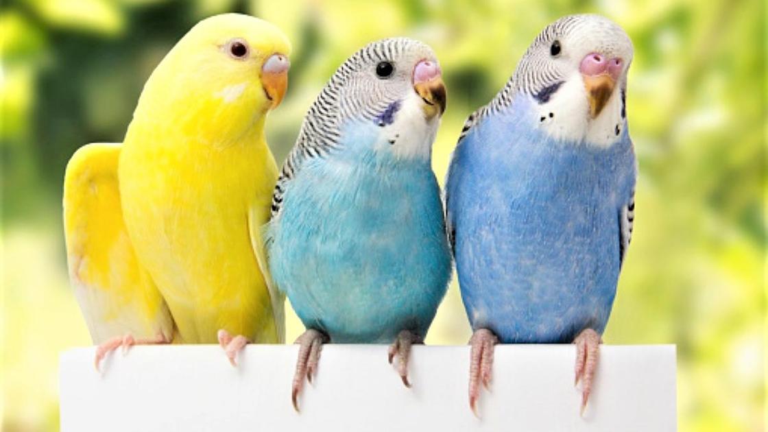 Молодые волнистые попугайчики