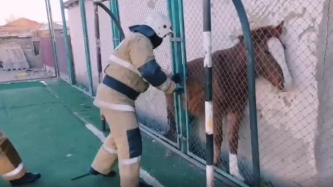 Освободи лошадь. Лошадь застряла в решетке. Лошадь застряла на балконе. Застряла лошадь корпоративное решение. Очевидное и корпоративное решение лошадь застряла.