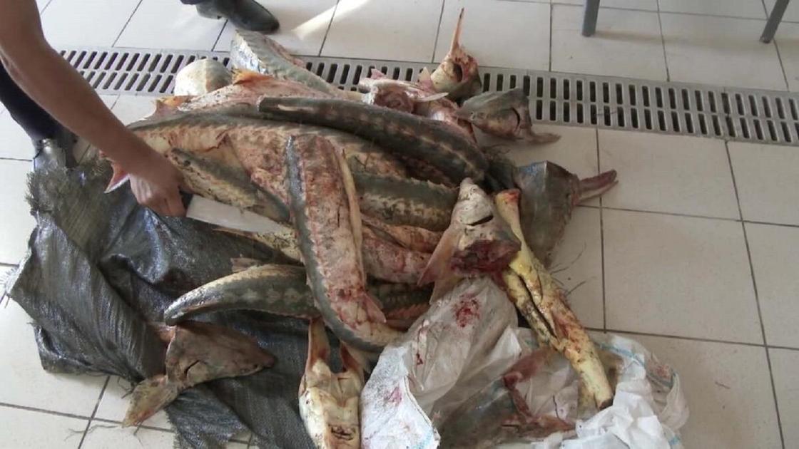 Изъятая у браконьеров рыба лежит на полу