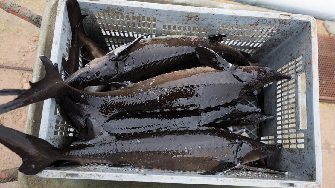 Рыба в ящике