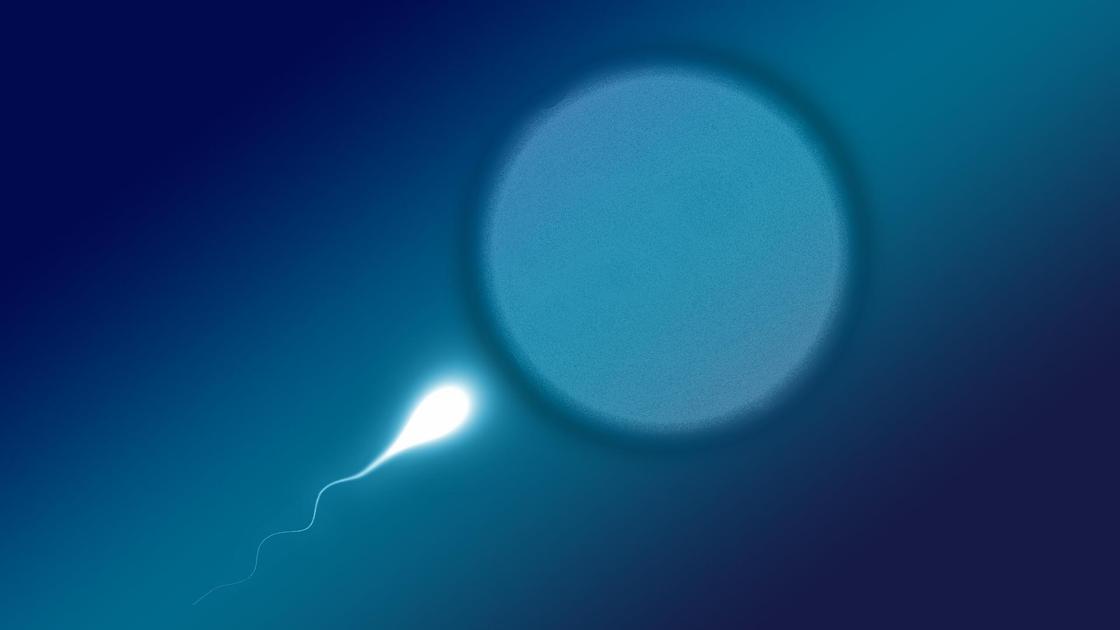 Сперматозоид на пути к яйцеклетке
