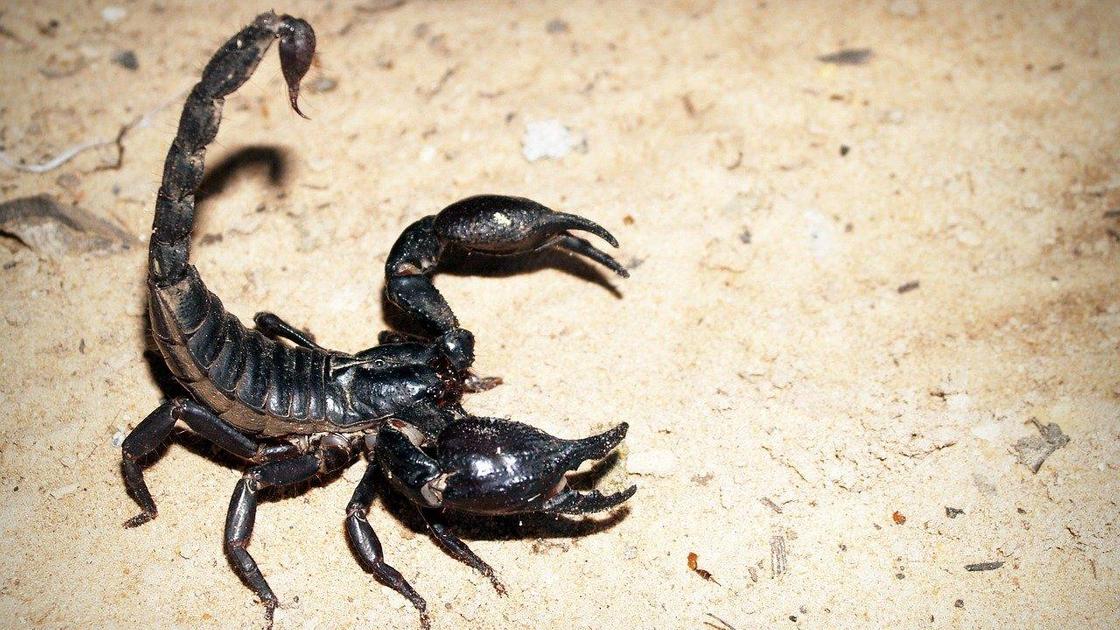 Скорпион бежит по песку Скорпион бежит по песку