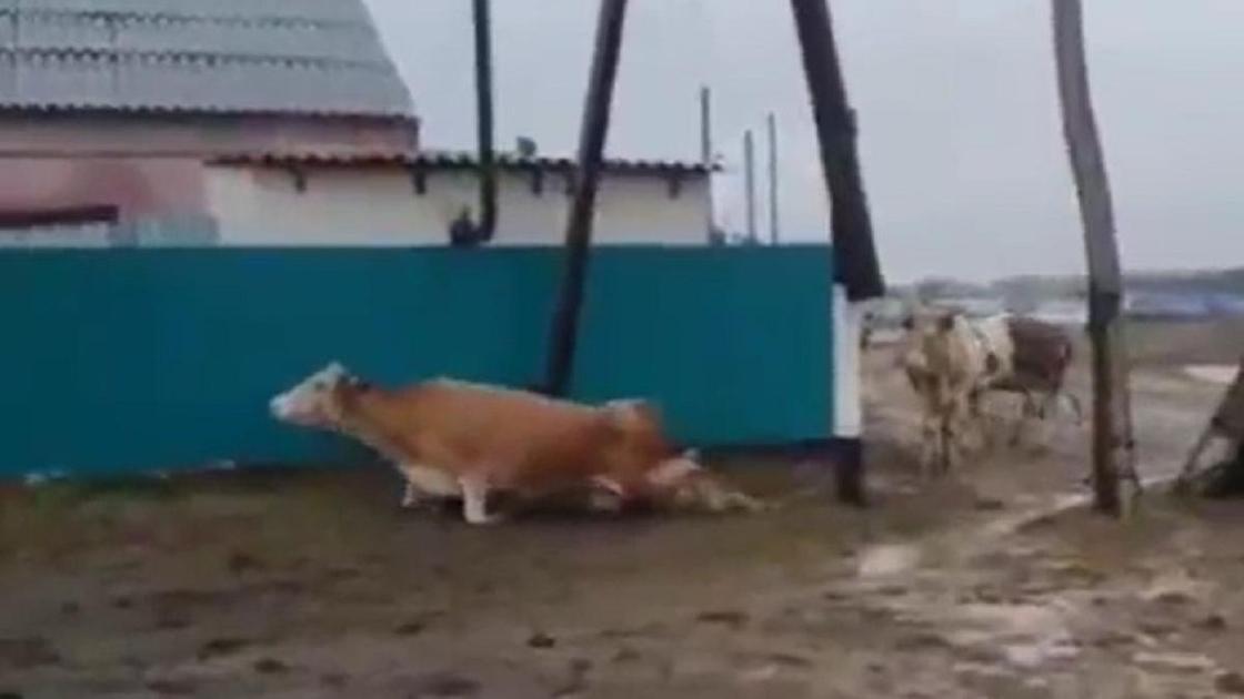 Коровы падают от удара током в пригороде Уральска