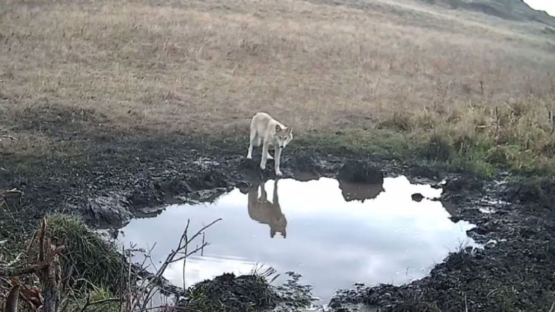 Волк