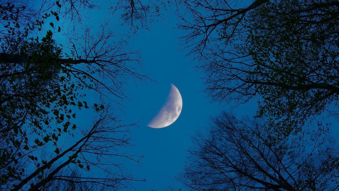 Луна и деревья Луна и деревья