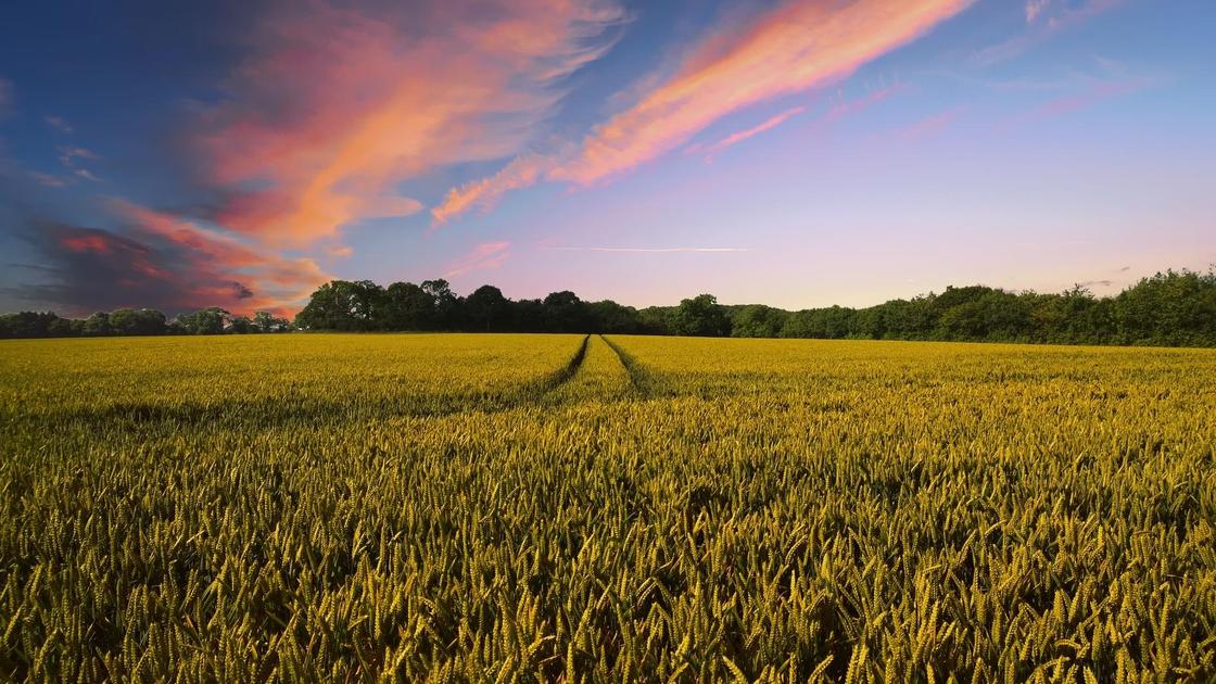 поле пшеницы на фоне заката