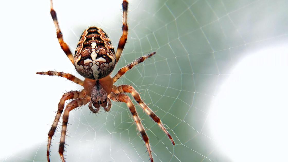 Большой коричневый паук сидит на паутине