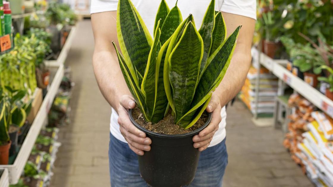 В руках держат горшок с сансевиерией