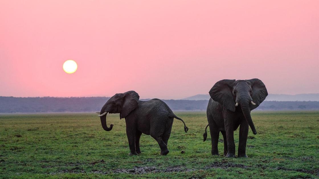 Слоны в степи на закате