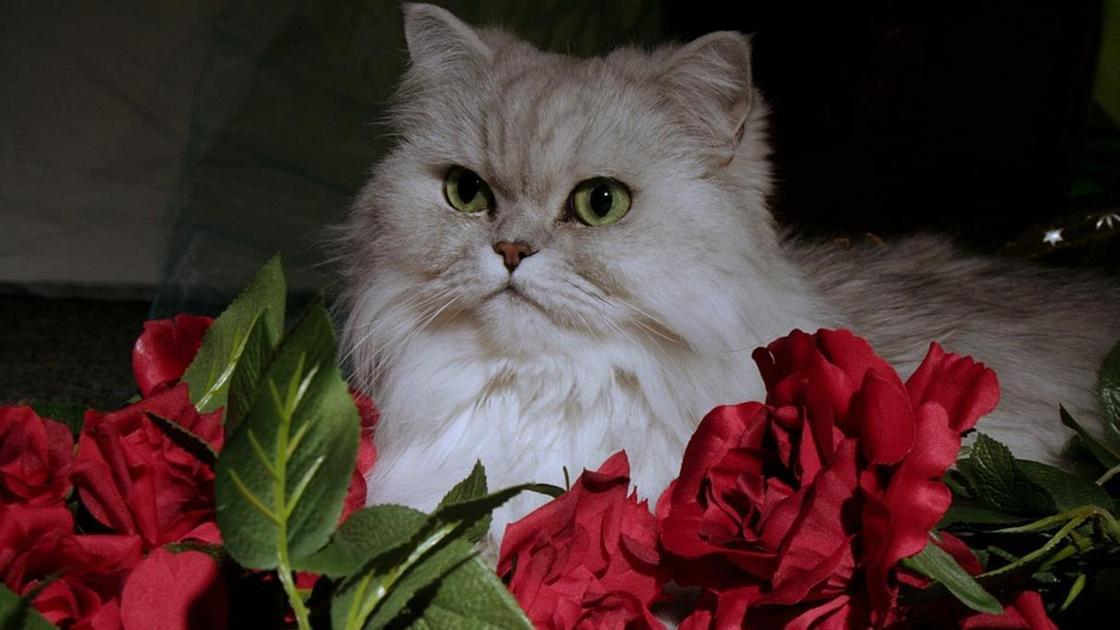Персидская кошка Персидская кошка