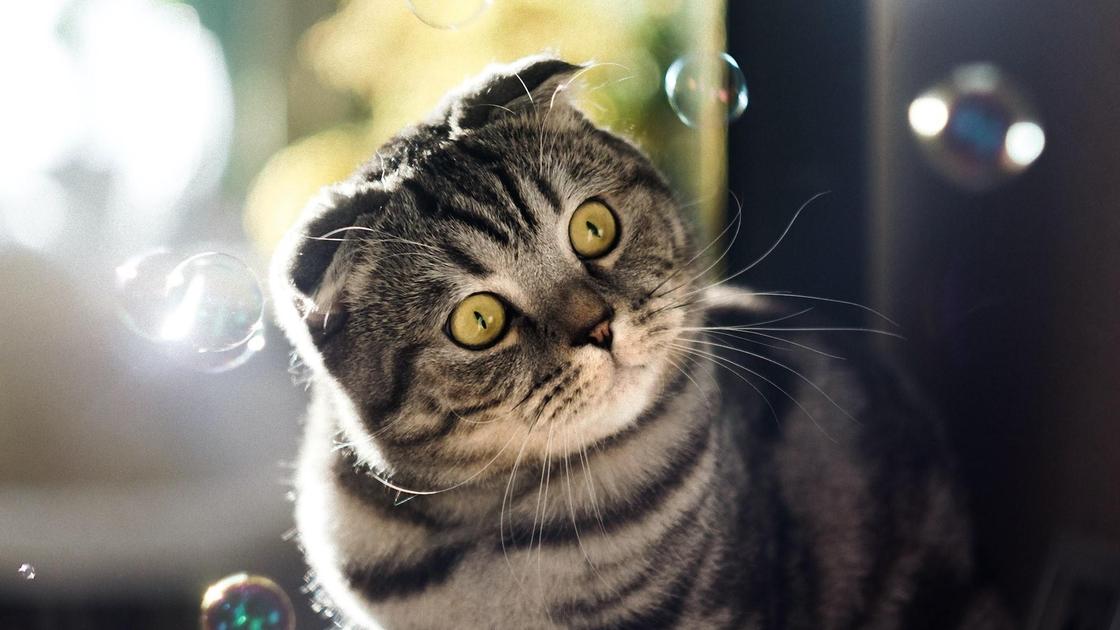Полосатый серый кот с вислоухими ушами внимательно смотрит на мыльные пузырьки в воздухе