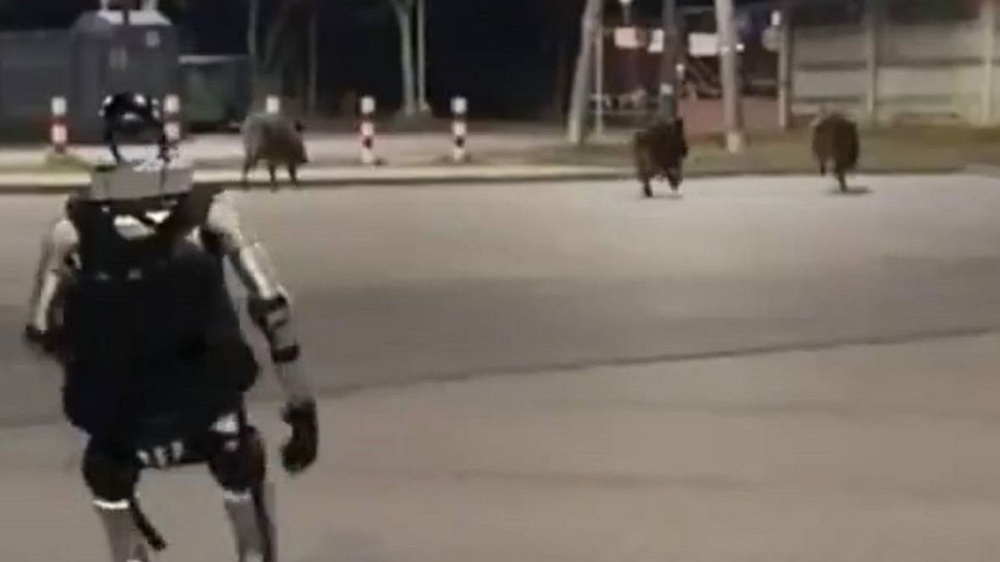 Робот прогоняет кабанов в лес