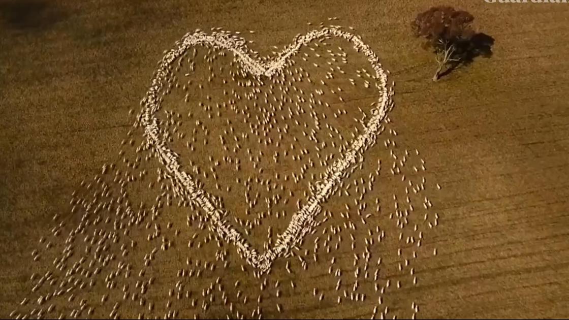 Фермер нарисовал сердце из овец