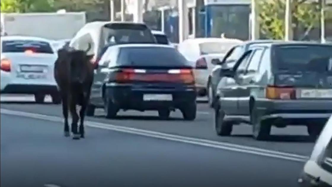 Корова идет по улице в Алматы