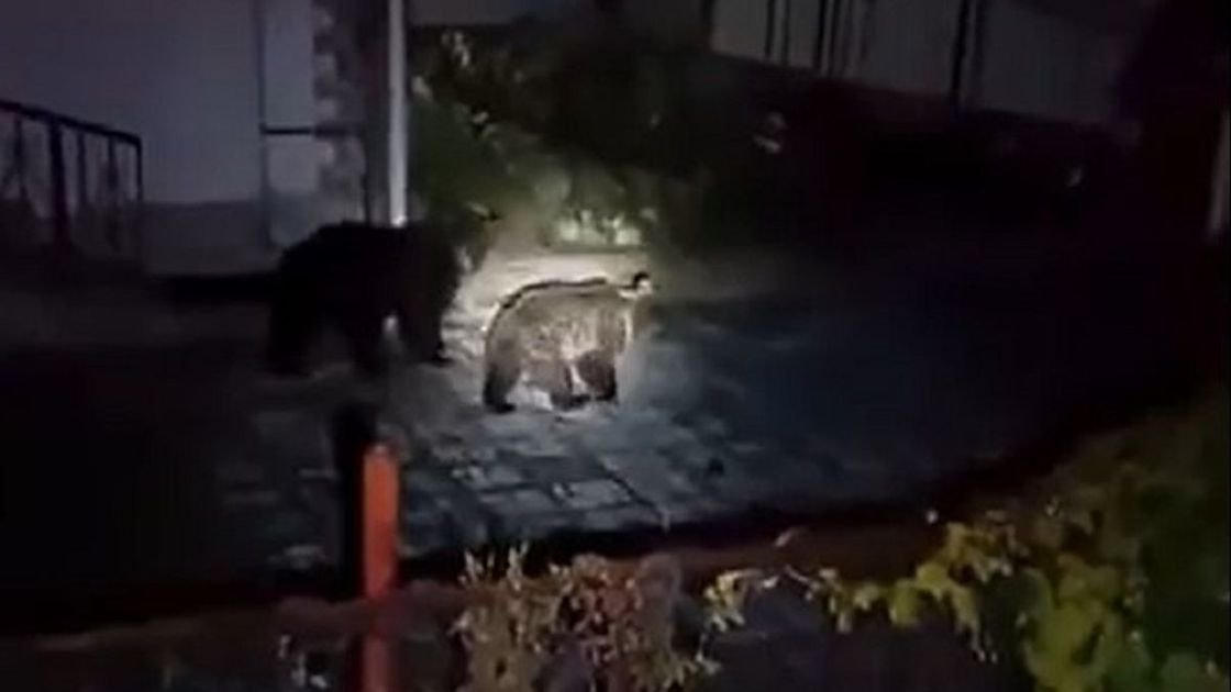 Медведи в Риддере
