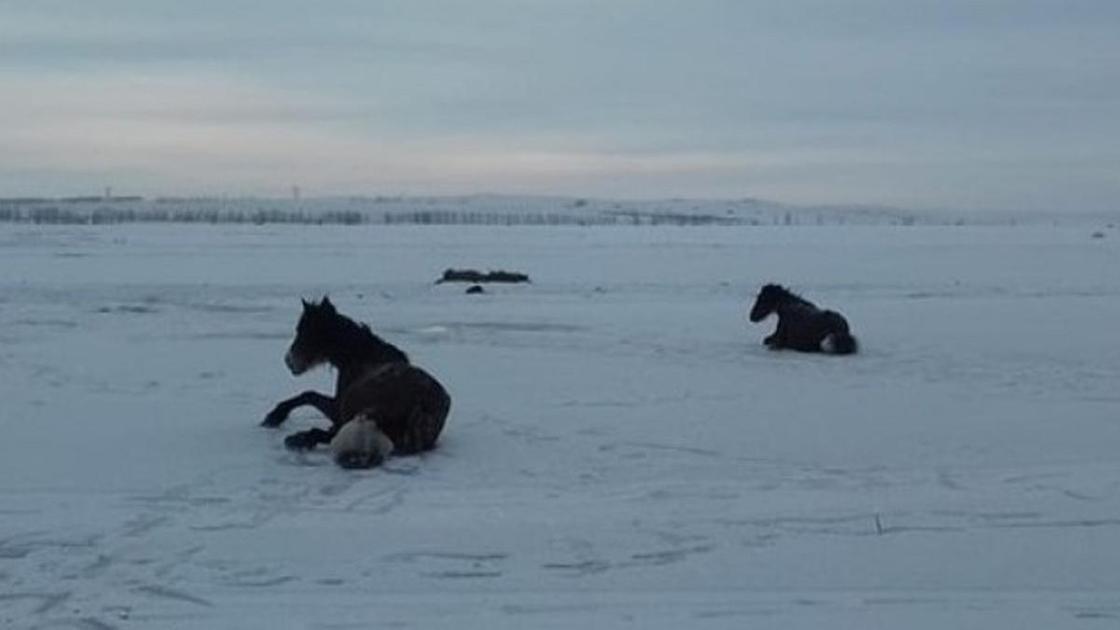 Лошади на Иртыше