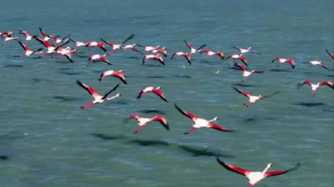 Фламинго летят над водой
