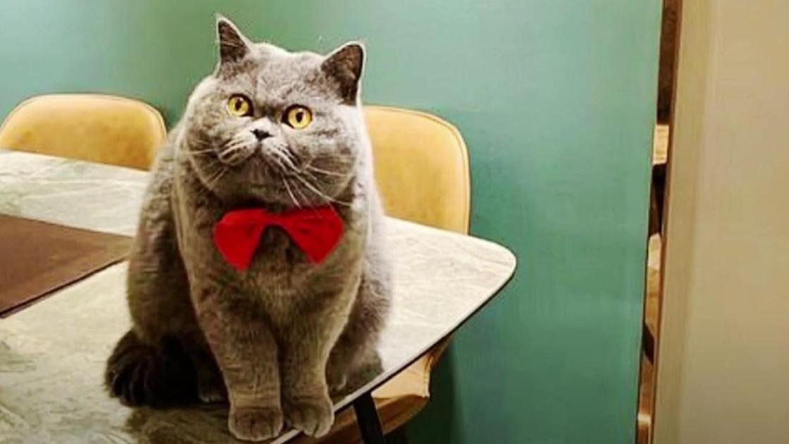 Серый кот с бантиком на столе