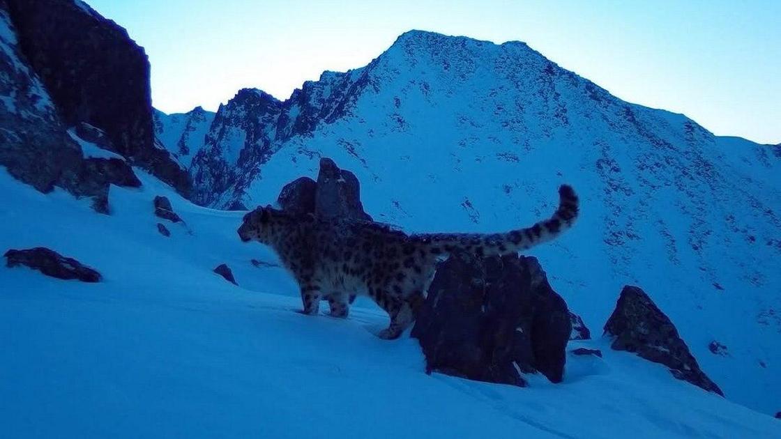 Снежный барс в Катон-Карагайском ГНПП