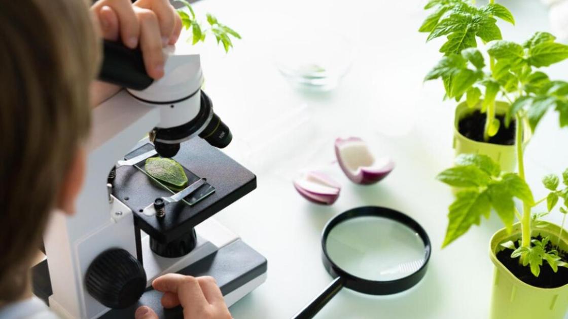 Человек изучает растительные клетки в микроскоп