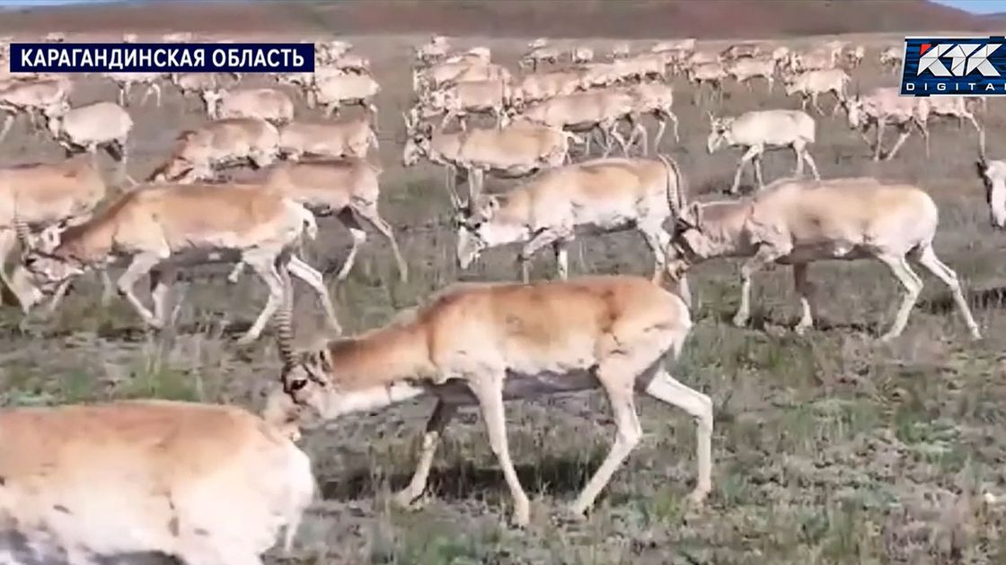 Сайгаки