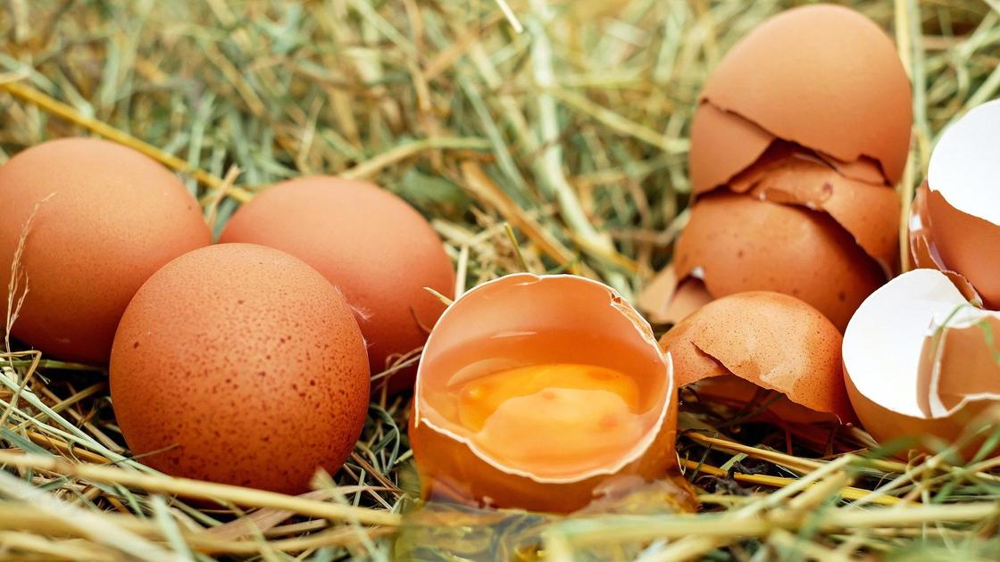 Куриные яйца и яичная скорлупа
