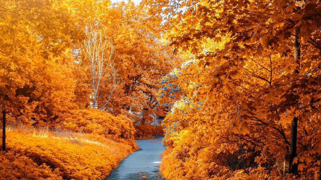 Как сменяются времена года на земле, изменение в живой природе осенью