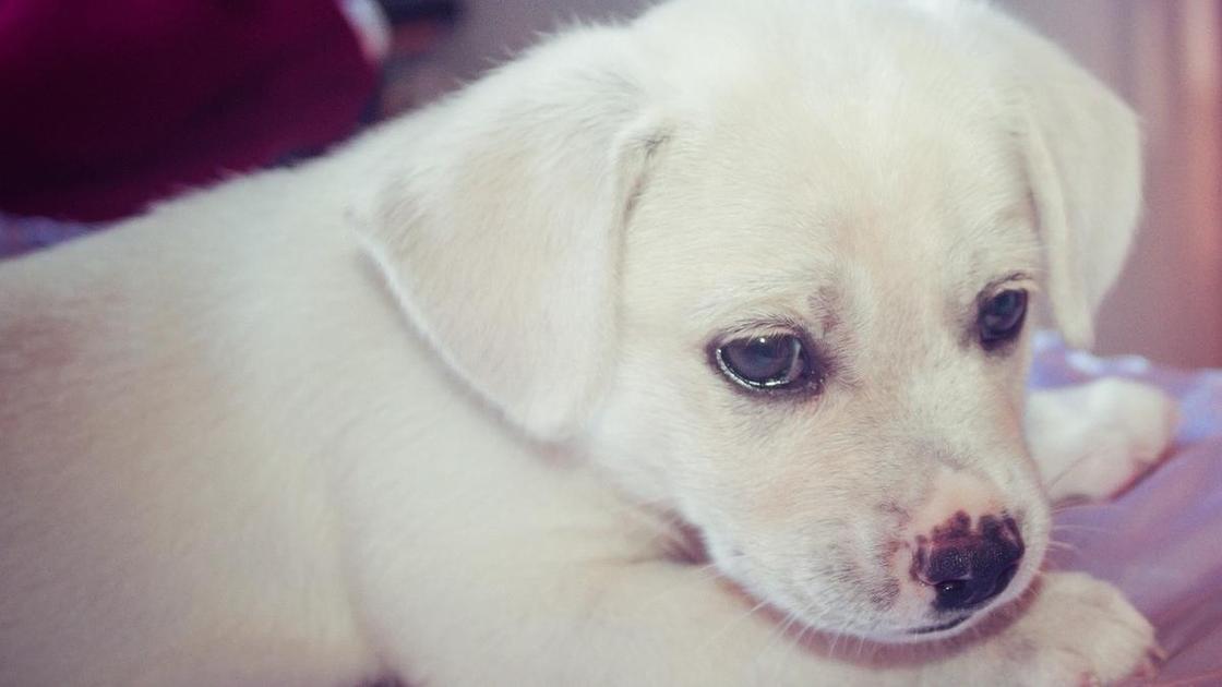 Маленький белый щенок лежит на лежаке