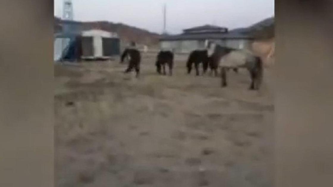 Лошади в Баянауле