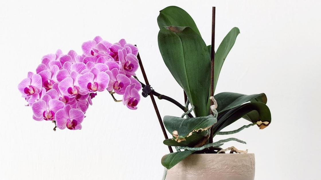 Цветущая орхидея в горшке