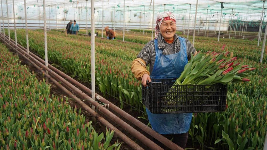 Теплица с тюльпанами