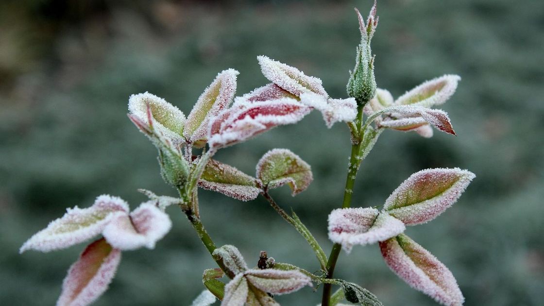 Үсікке ұрынған раушан гүлі