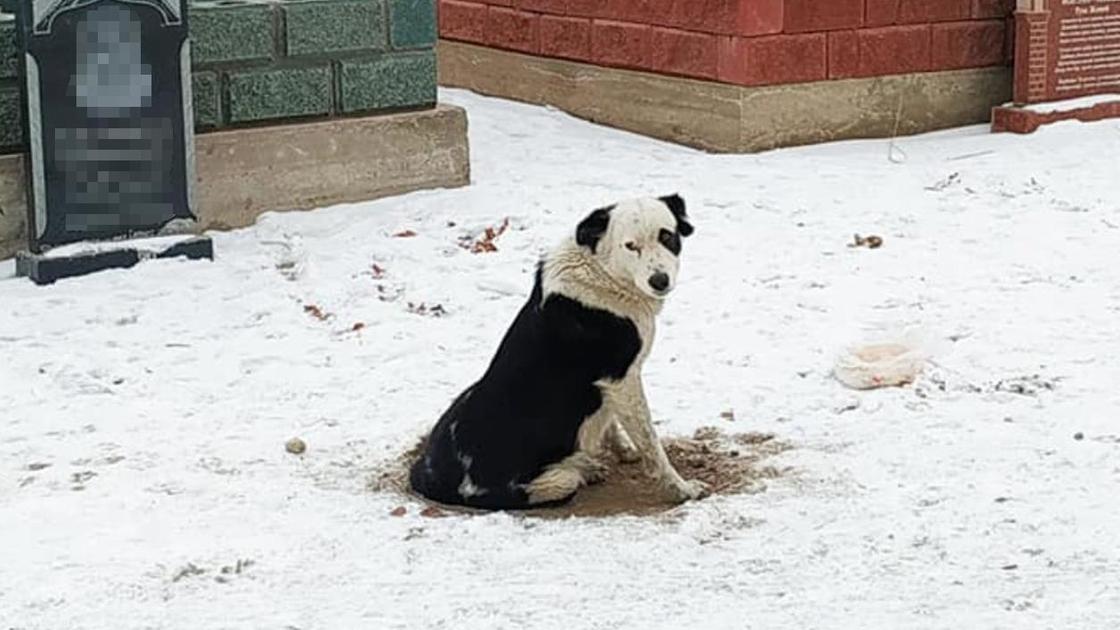 Собака сидит у могилы хозяина в Алматинской области