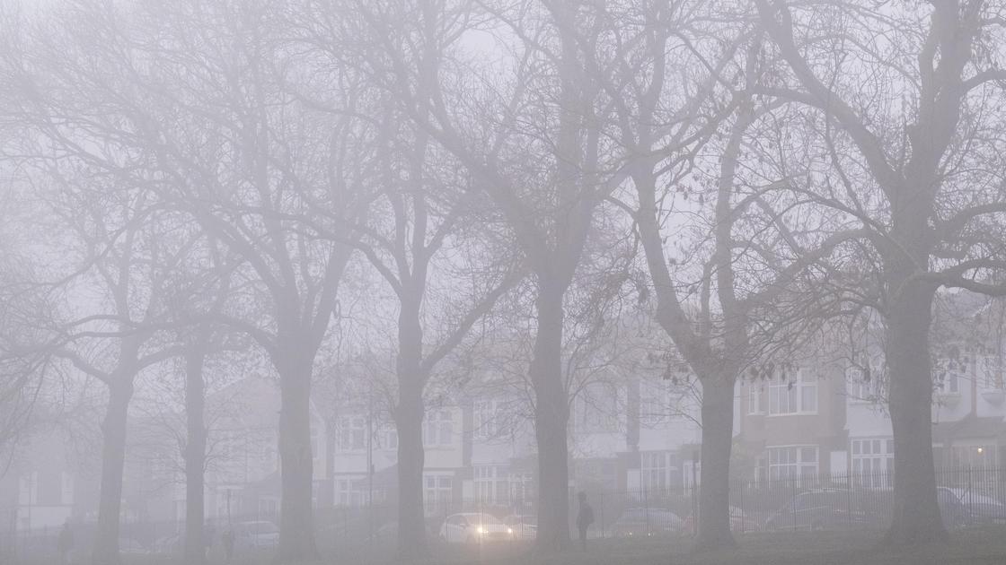 Деревья и здания в тумане