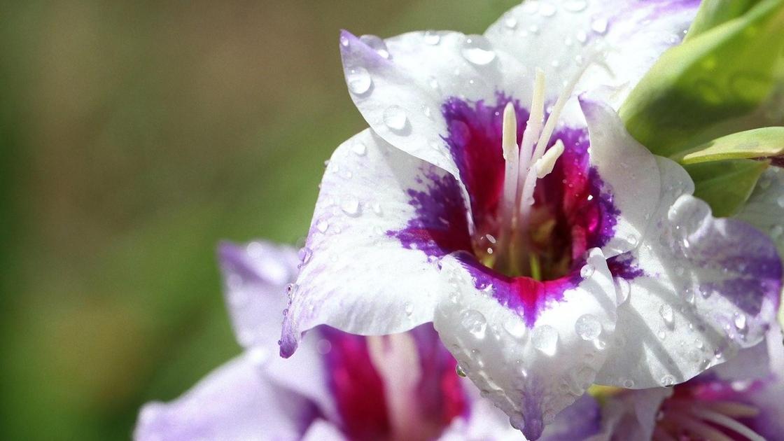 Цветок гладиолуса с белыми лепестками и фиолетовой воронкой