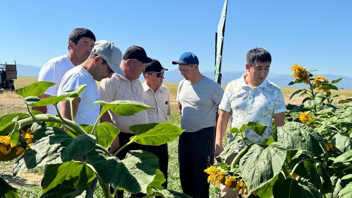 Мужчины в поле подсолнухов