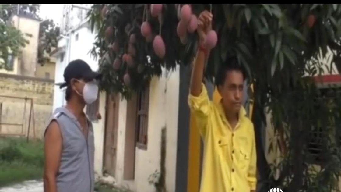 Мужчина установил охрану для редкого вида манго