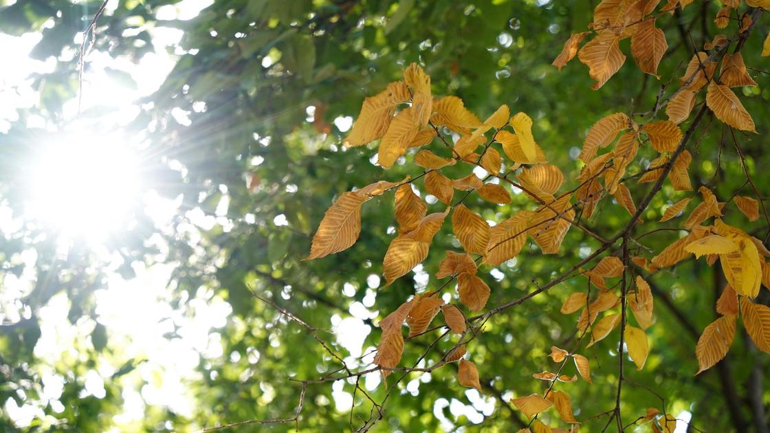 Солнце светит сквозь листву