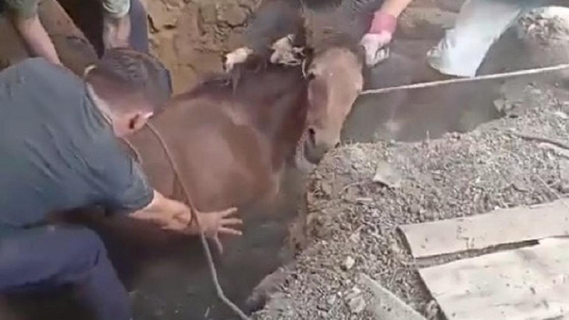 Спасатели вытаскивают из ямы упавшую лошадь