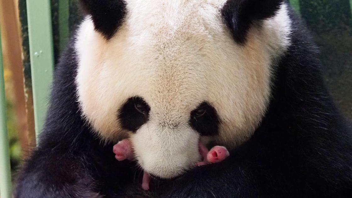 Панда с новорожденными детенышами