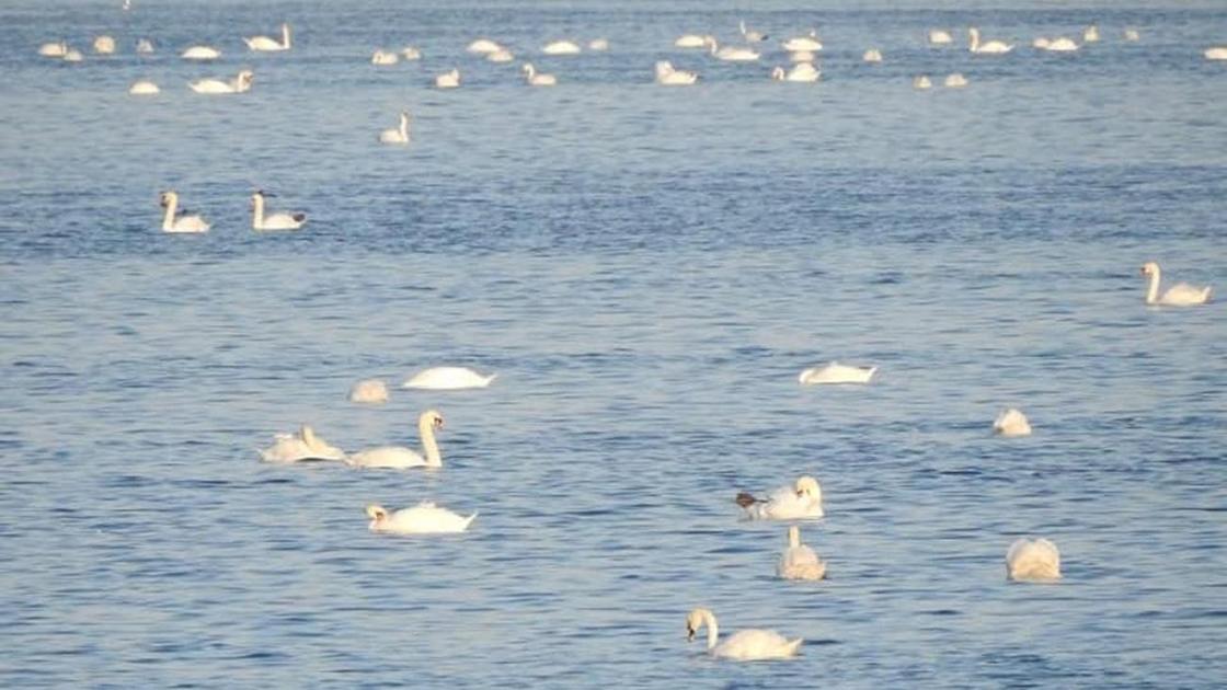 Лебеди на озере Караколь