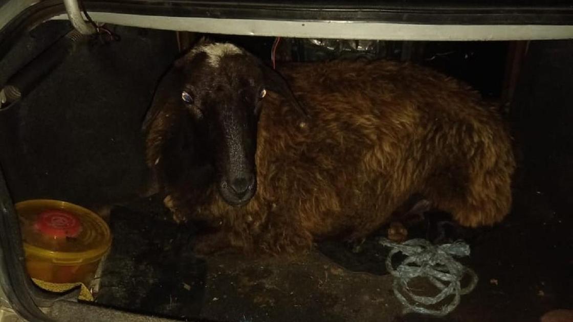 Баран лежит в багажнике авто