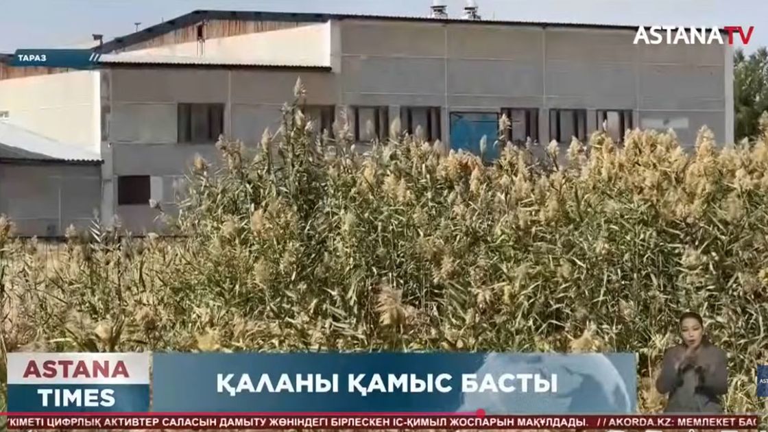 Тараздағы қалың қамыс