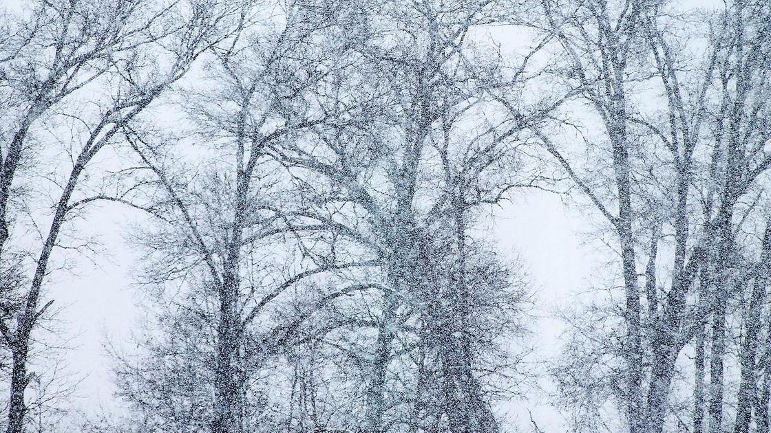 деревья стоят под снегом