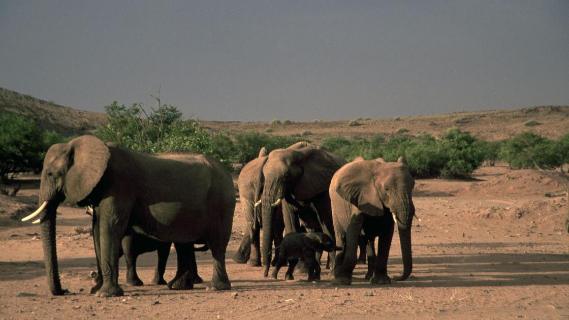Дикие слоны в Намибии