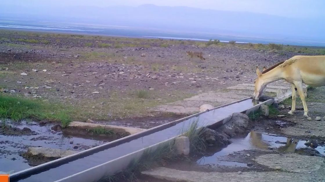 Суаттан су ішуге келген құландар мен қасқыр